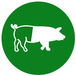 icono-cerdo-jamon-iberico-cebo-campo